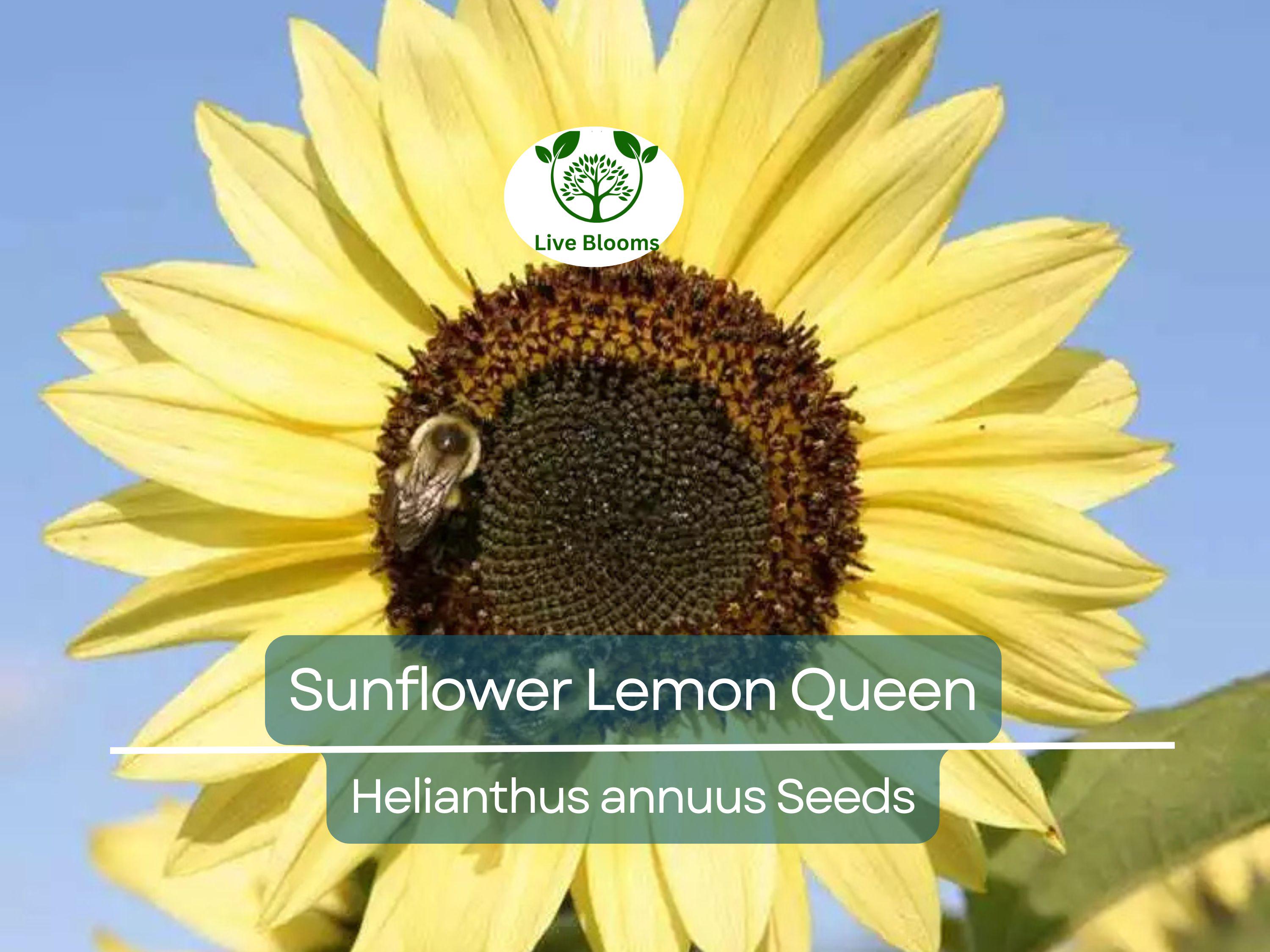 100 Sunflower Seeds - Lemon Queen | Helianthus annuus | Non-GMO, Cut Flower, Branching, Multiple Blooms, Pollinator Favorite