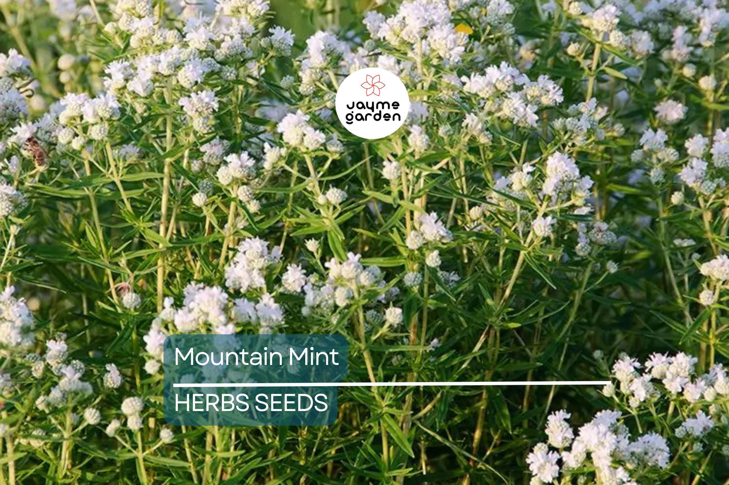 650 Mountain Mint Seeds - Pycnanthemum Pilosum - Fragrant Mint, Tea Herb, Attracts Pollinators