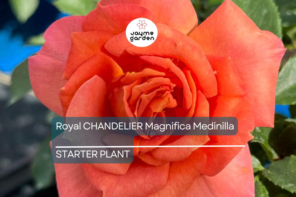 Pumpkin Patch Rose Starter Plant 6-10" Tall - Orange-Brown Blooms - Autumn Inspired, Full Sun, Rustic Garden Charm