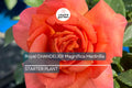 Pumpkin Patch Rose Starter Plant 6-10" Tall - Orange-Brown Blooms - Autumn Inspired, Full Sun, Rustic Garden Charm