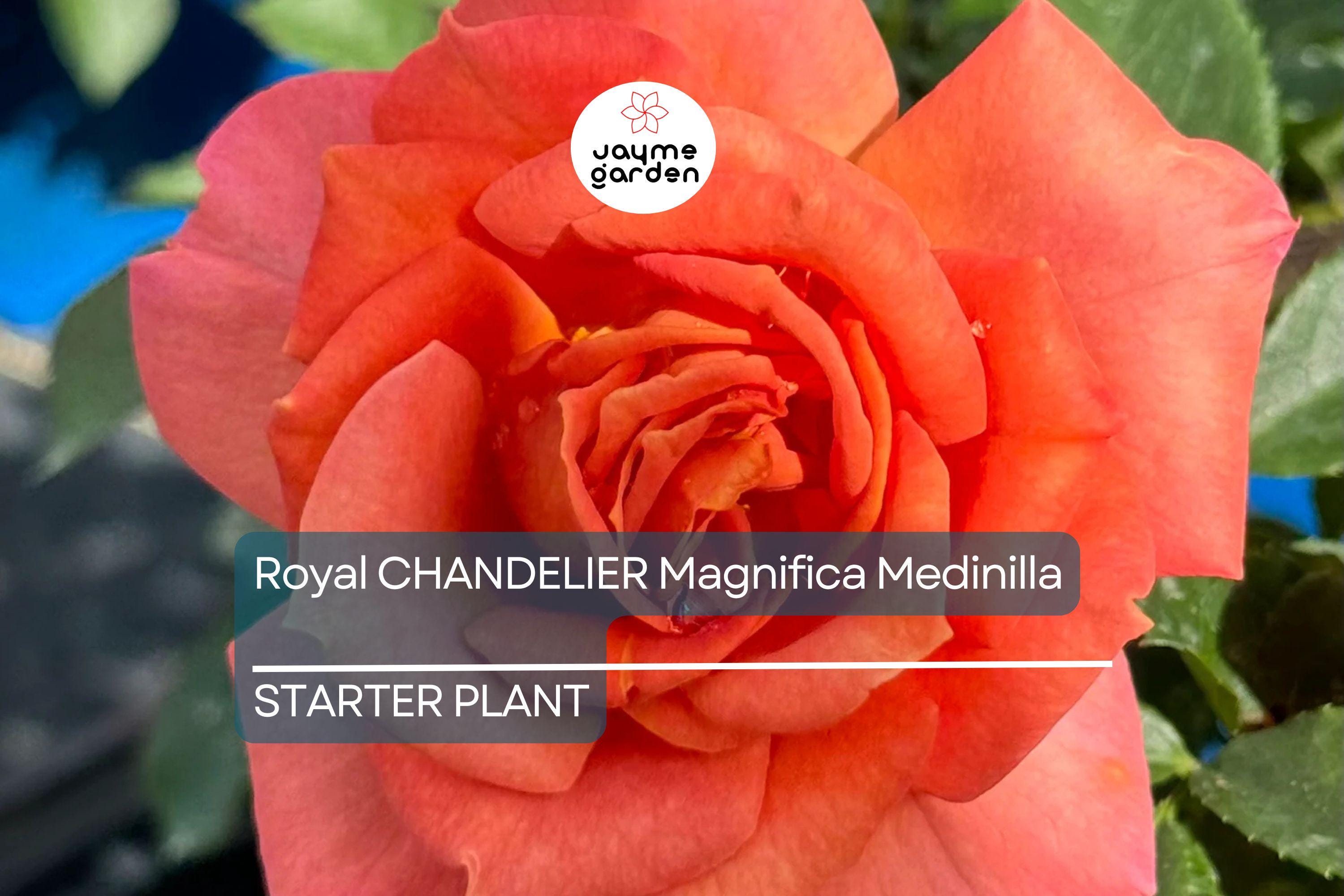 Pumpkin Patch Rose Starter Plant 6-10" Tall - Orange-Brown Blooms - Autumn Inspired, Full Sun, Rustic Garden Charm