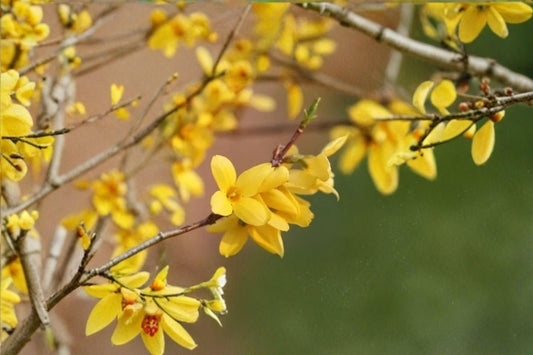 Weeping Forsythia - Forsythia suspensa Golden Spring Blooms, Ornamental Shrub (10 Seeds)
