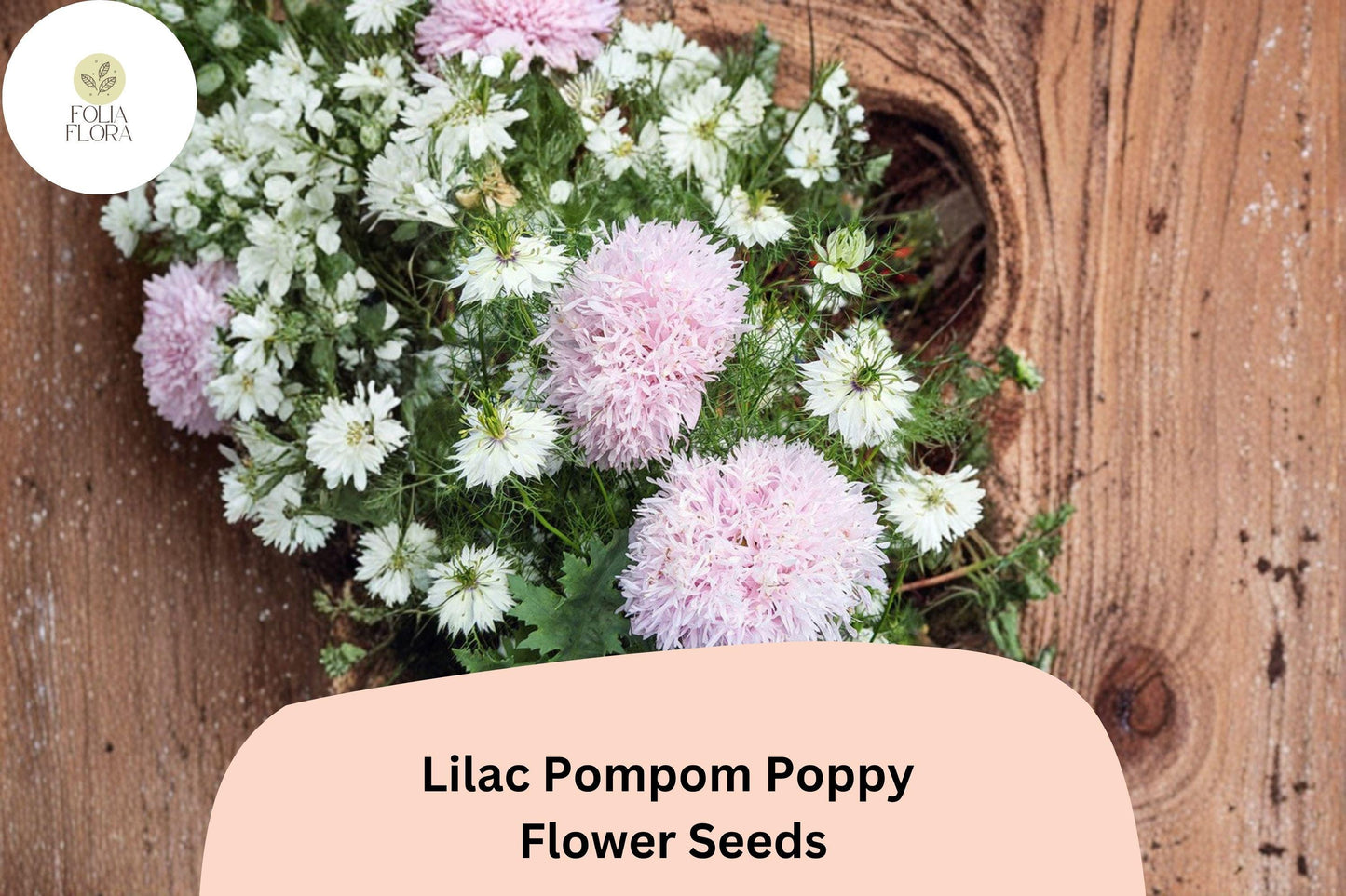 200+ Lilac Pompom Poppy Seeds for Garden Planting – Soft Lilac Blooms, Double Pom-Pom Flowers, Easy to Grow