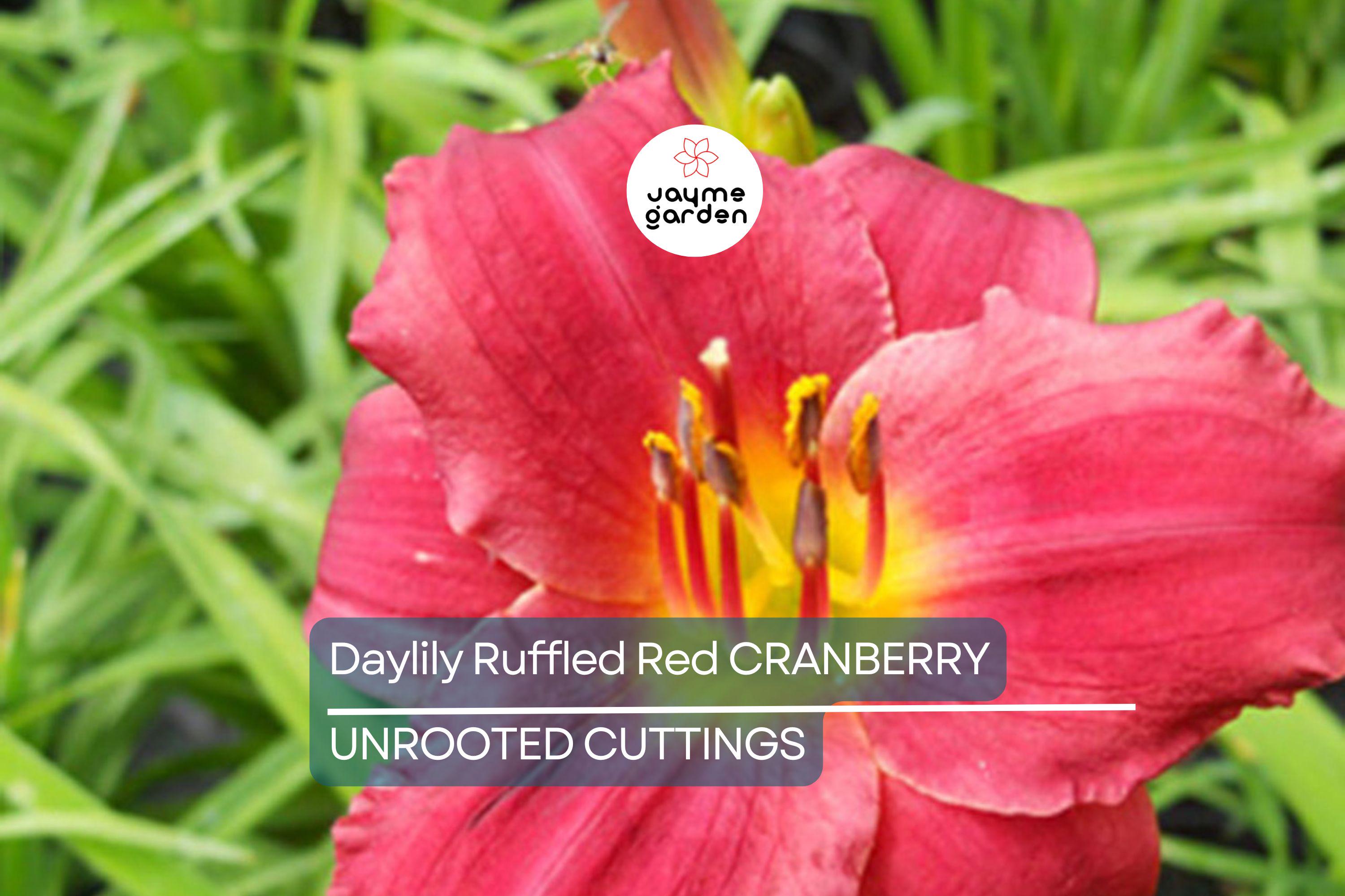 Cranberry Baby Daylily - Ruffled Red Blooms, Dwarf, Re-Blooming, Attracts Pollinators, USDA Zones 3-10