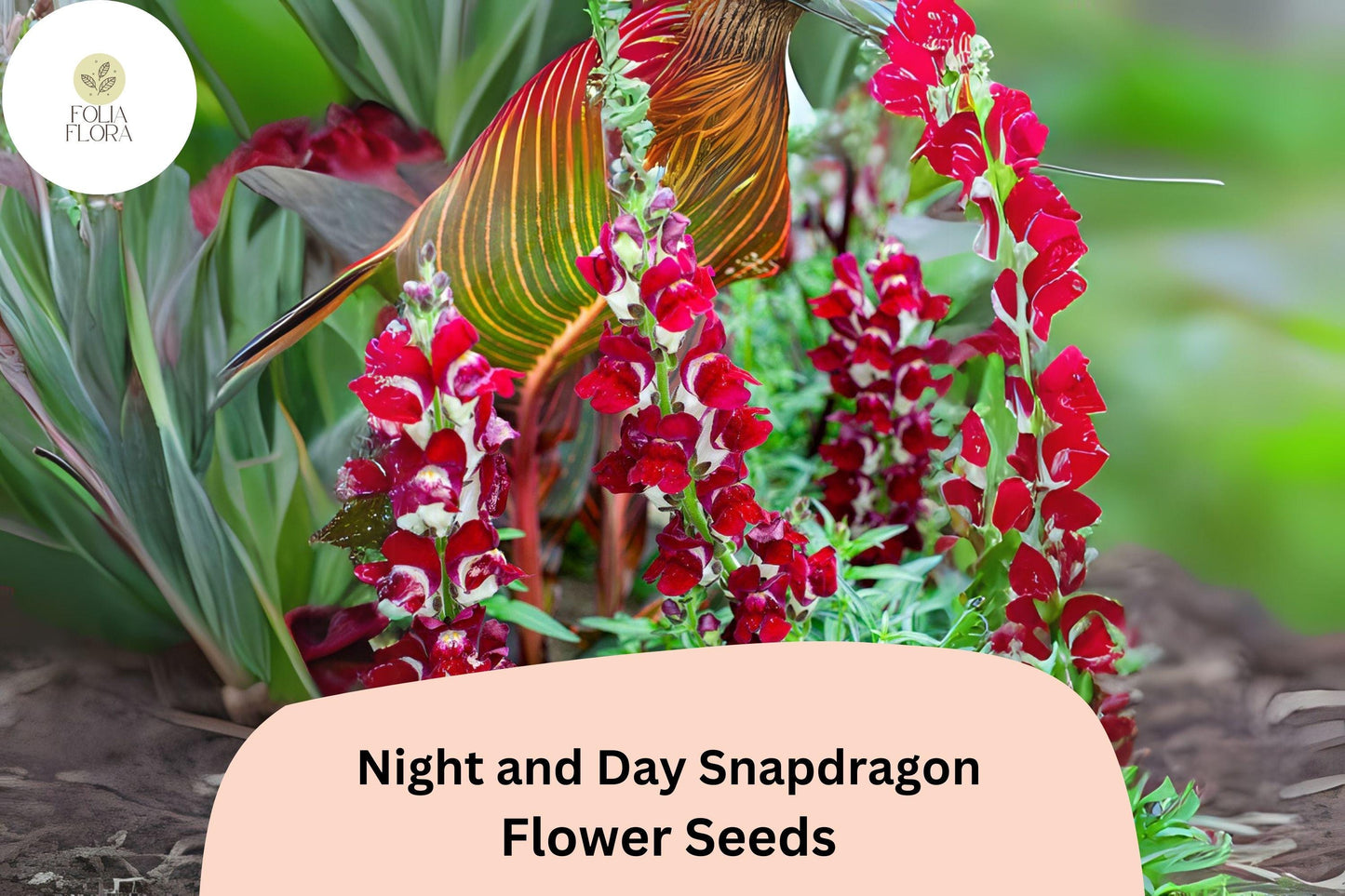 Antirrhinum majus Night and Day Snapdragon Seeds – 1000+ Unique Bi-Color Blooms for Garden & Cut Flowers