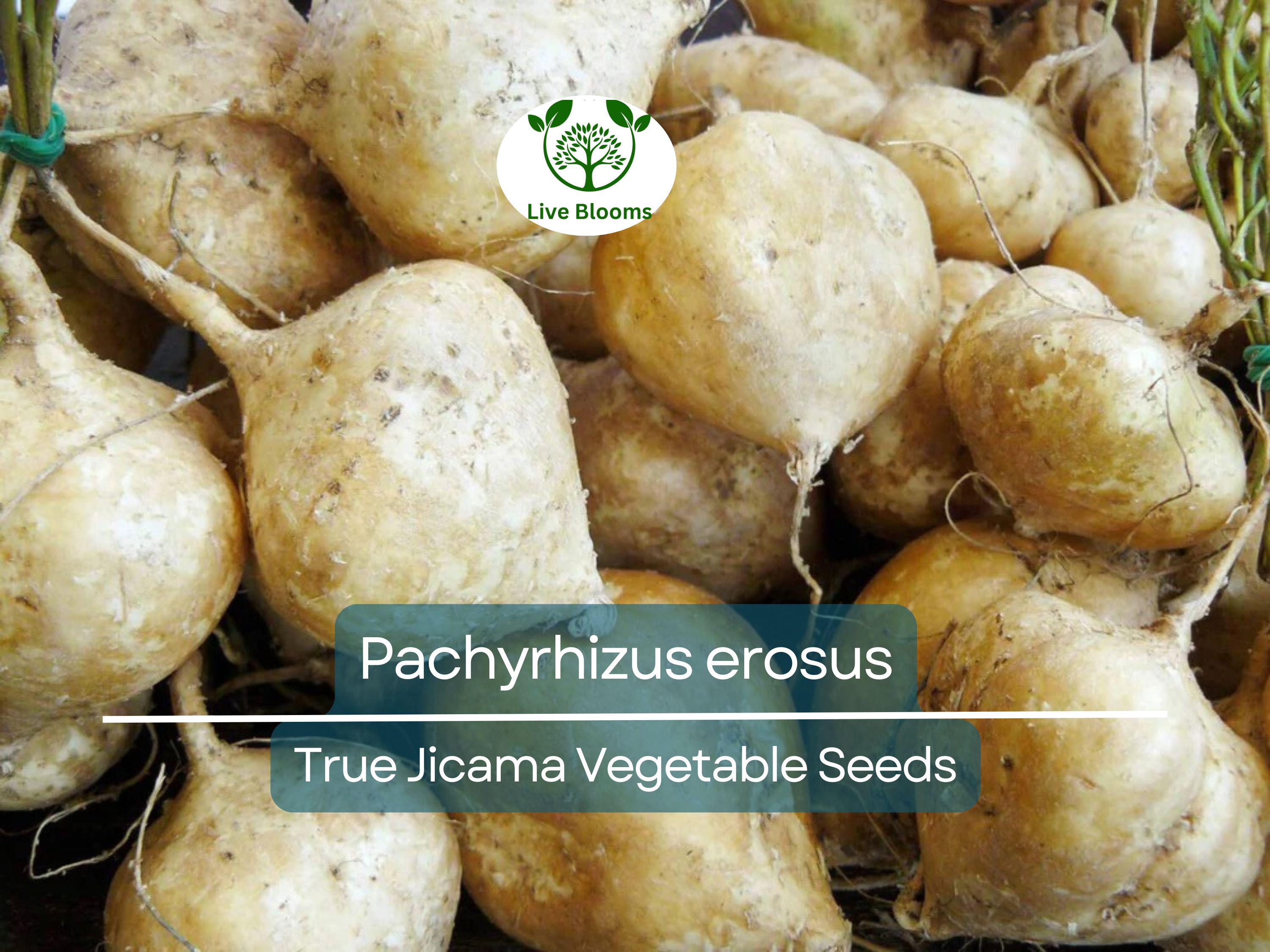 5 Seeds True Jicama – Pachyrhizus erosus | Heirloom Root Vegetable Seeds for Planting, Gardening & Fresh, Nutritious Harvests