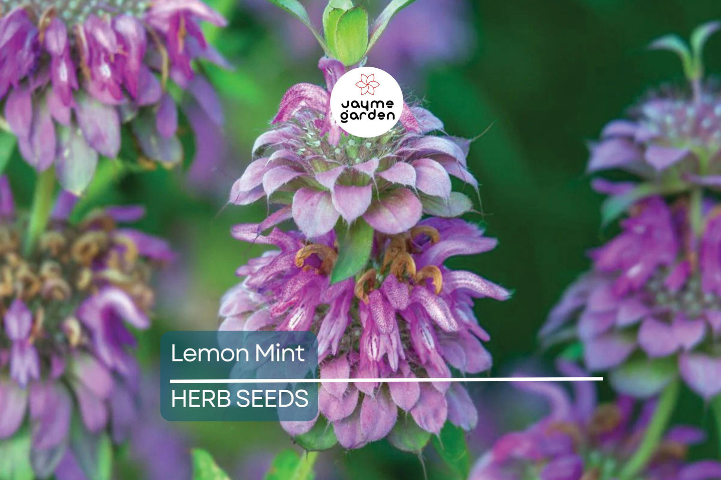 1,000 Lemon Mint Seeds – Non-GMO Culinary Herb, Edible Flowers, Free Shipping, USA Seller
