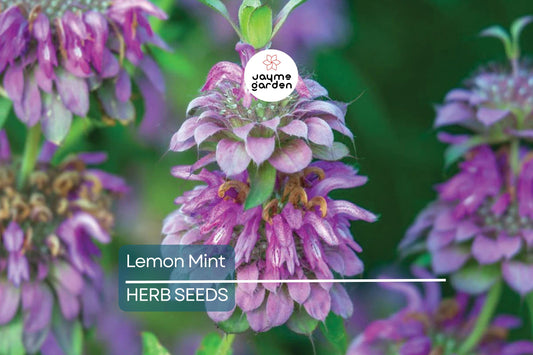 1,000 Lemon Mint Seeds – Non-GMO Culinary Herb, Edible Flowers, Free Shipping, USA Seller