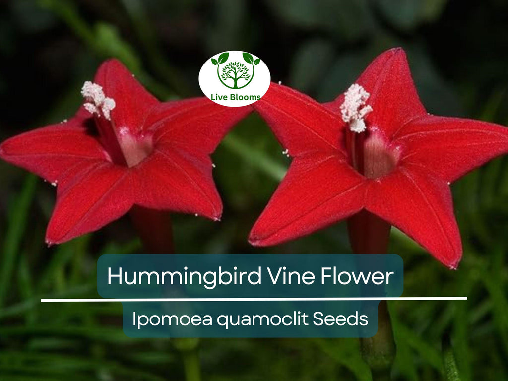 20 Hummingbird Vine Flower Seeds - Mixed Colors (Ipo. quamoclit) Cardinal Climber - Fast-Growing, Vibrant, Pollinator-Friendly