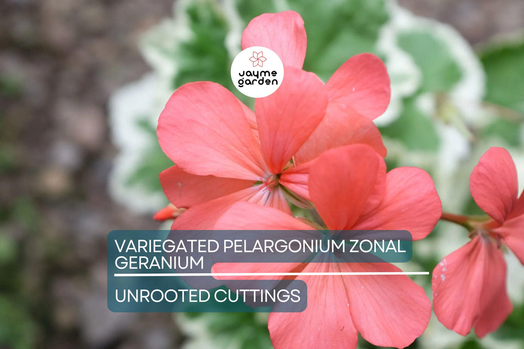 Rare Variegated Pelargonium Zonal Geranium Cutting 6" - Vivid Red Blooms, Hardy & Fast Growing