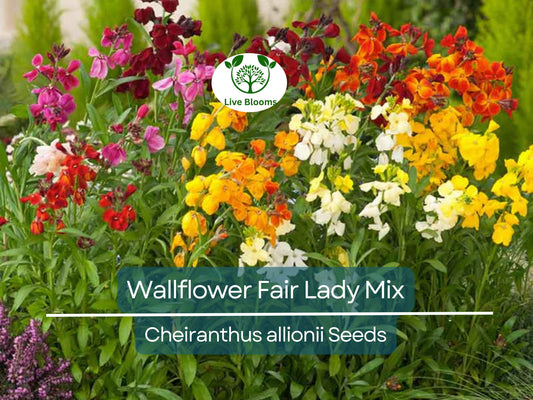 200 Seeds Wallflower 'Fair Lady Mix' – Cheiranthus allionii – Fragrant Bi-Colored Blooms – Non-GMO Biennial for Cottage & Cutting Gardens