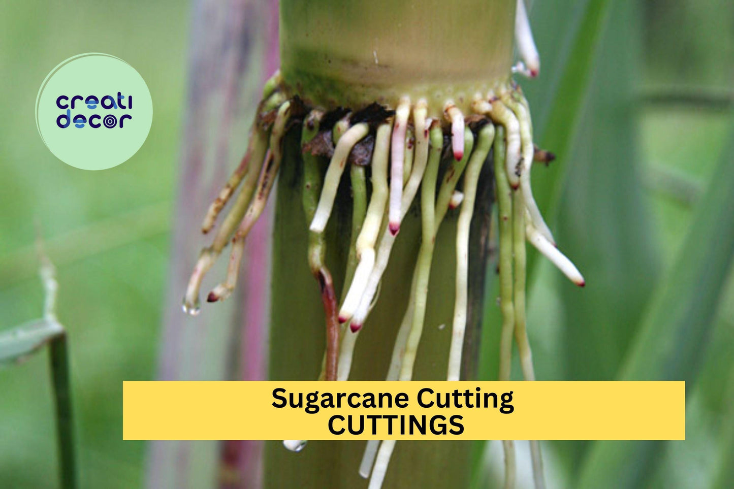 5 Rooted Sugarcane Cuttings – Sweet Juicy Tropical Variety – Live Plants Ready to Grow in Garden or Pots – USA