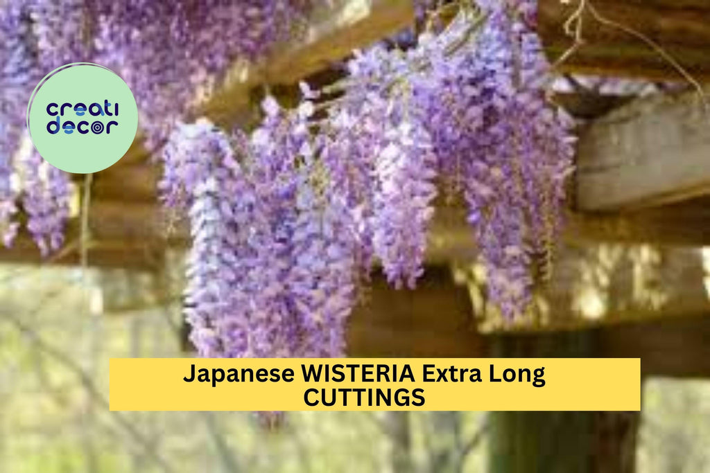 Japanese Wisteria Cuttings 10 Pcs – Long Fragrant Purple Flowers for Planting | Hardy Vine for Pergolas, Trellises, or Garden Arbors