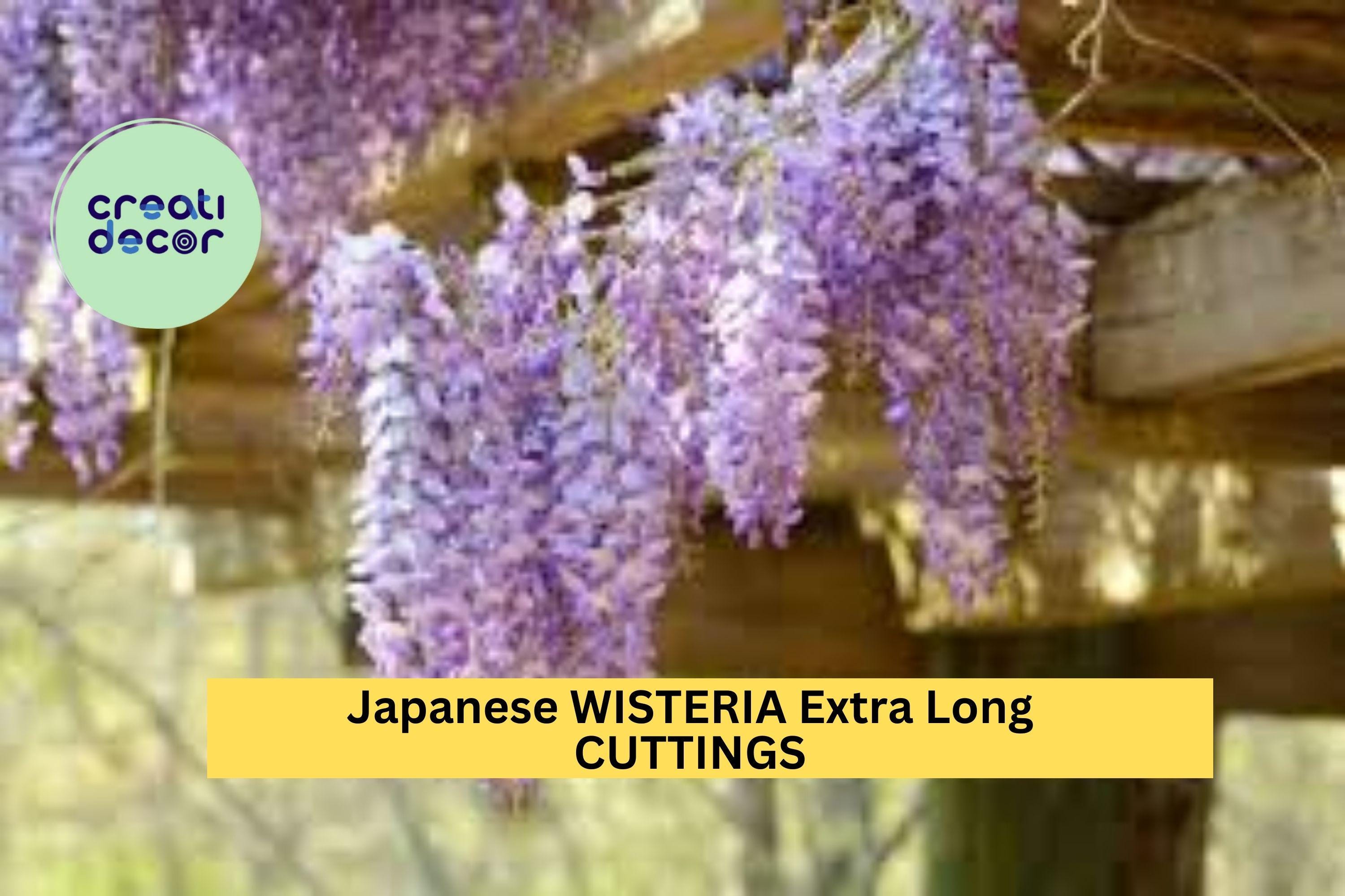 Japanese Wisteria Cuttings 10 Pcs – Long Fragrant Purple Flowers for Planting | Hardy Vine for Pergolas, Trellises, or Garden Arbors