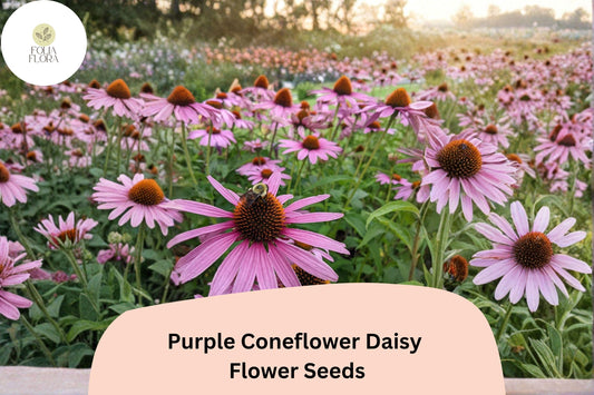 200+ Purple Coneflower Daisy Seeds | Echinacea purpurea | Vibrant Garden Blooms | Easy to Grow Perennial Flowers