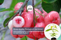 Rose Apple Tree (Syzygium jambos) Live Tropical Fruit Plant 12″-24″ Tall | Sweet, Crisp, Floral-Flavored Fruit