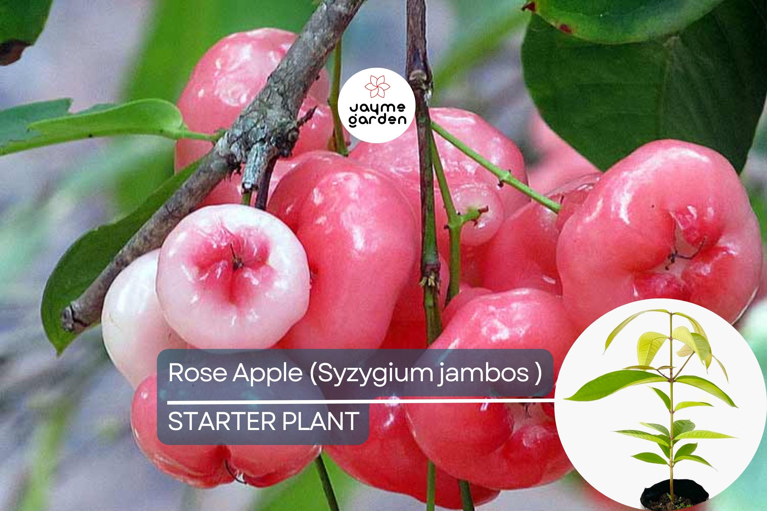 Rose Apple Tree (Syzygium jambos) Live Tropical Fruit Plant 12″-24″ Tall | Sweet, Crisp, Floral-Flavored Fruit