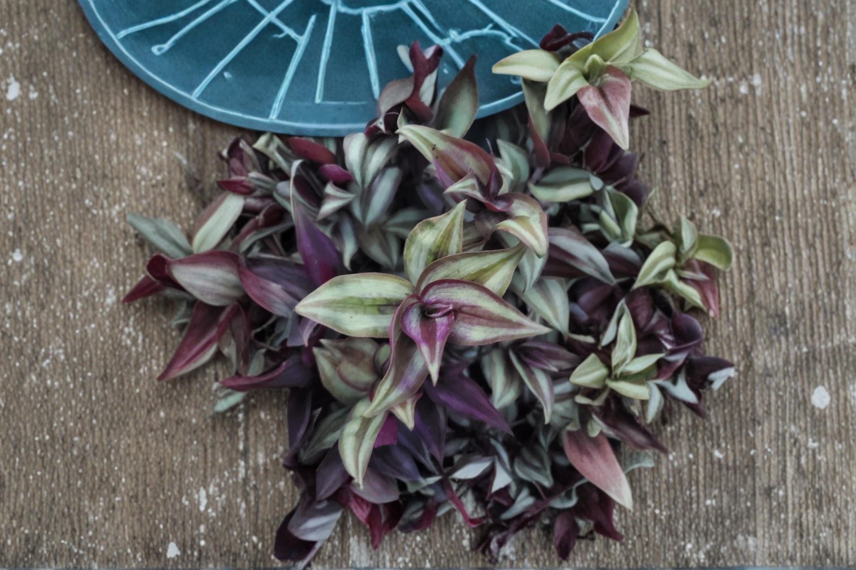 Tradescantia Zebrina 10 Cuttings 4-6" Purple Wandering Dude Plant