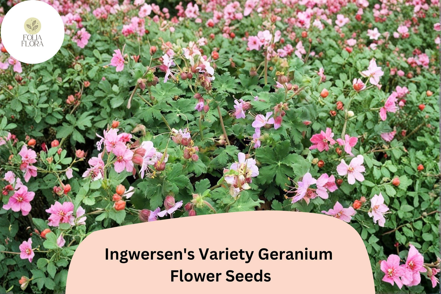 25+ Ingwersen's Variety Geranium Seeds for Garden Planting – Pink Flowers, Hardy Perennial, Easy to Grow