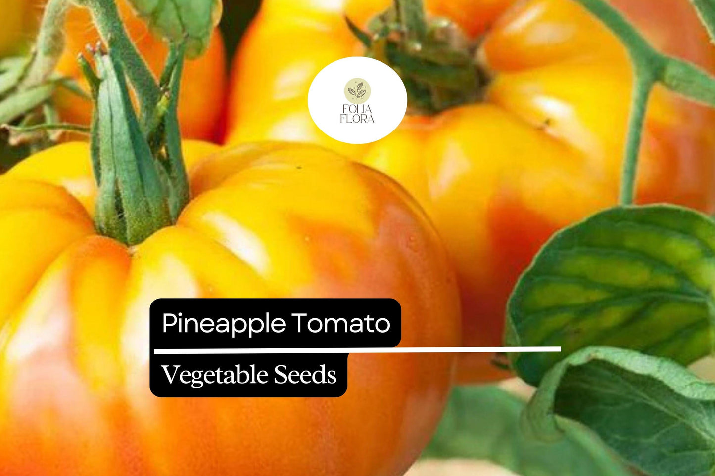 30 Pineapple Tomato Seeds | Solanum lycopersicum | Heirloom Bicolor Beefsteak | Sweet & Juicy