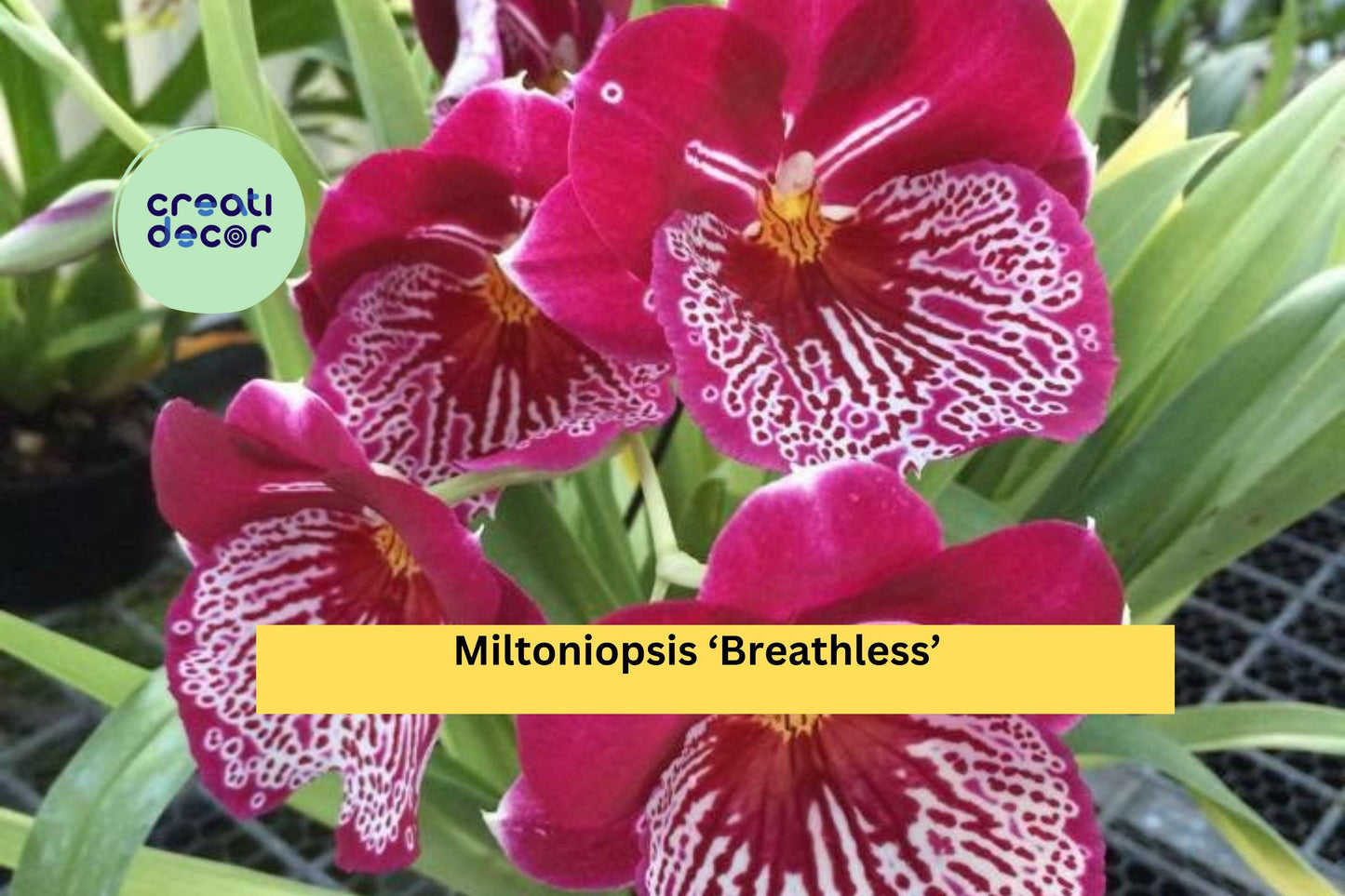 Miltoniopsis ‘Breathless’ Orchid – 1 Bare Root Bulb, Pansy Orchid Starter Plant