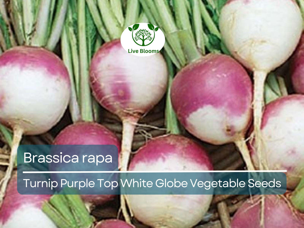 1000 mg Purple Top White Globe Turnip Seeds - Brassica rapa | Heirloom Vegetable for Planting, Gardening & Fresh Root Harvest