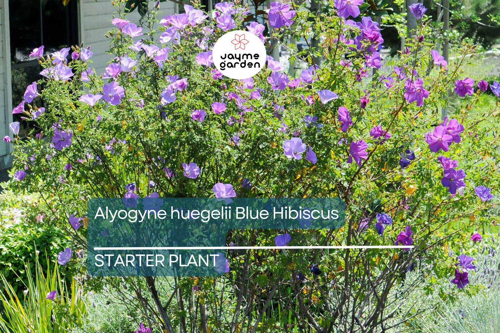 Blue Hibiscus Starter Plant - Alyogyne huegelii - Live Well Rooted Seedling, Blue-Purple Blooms, Indoor & Outdoor, Medium Watering