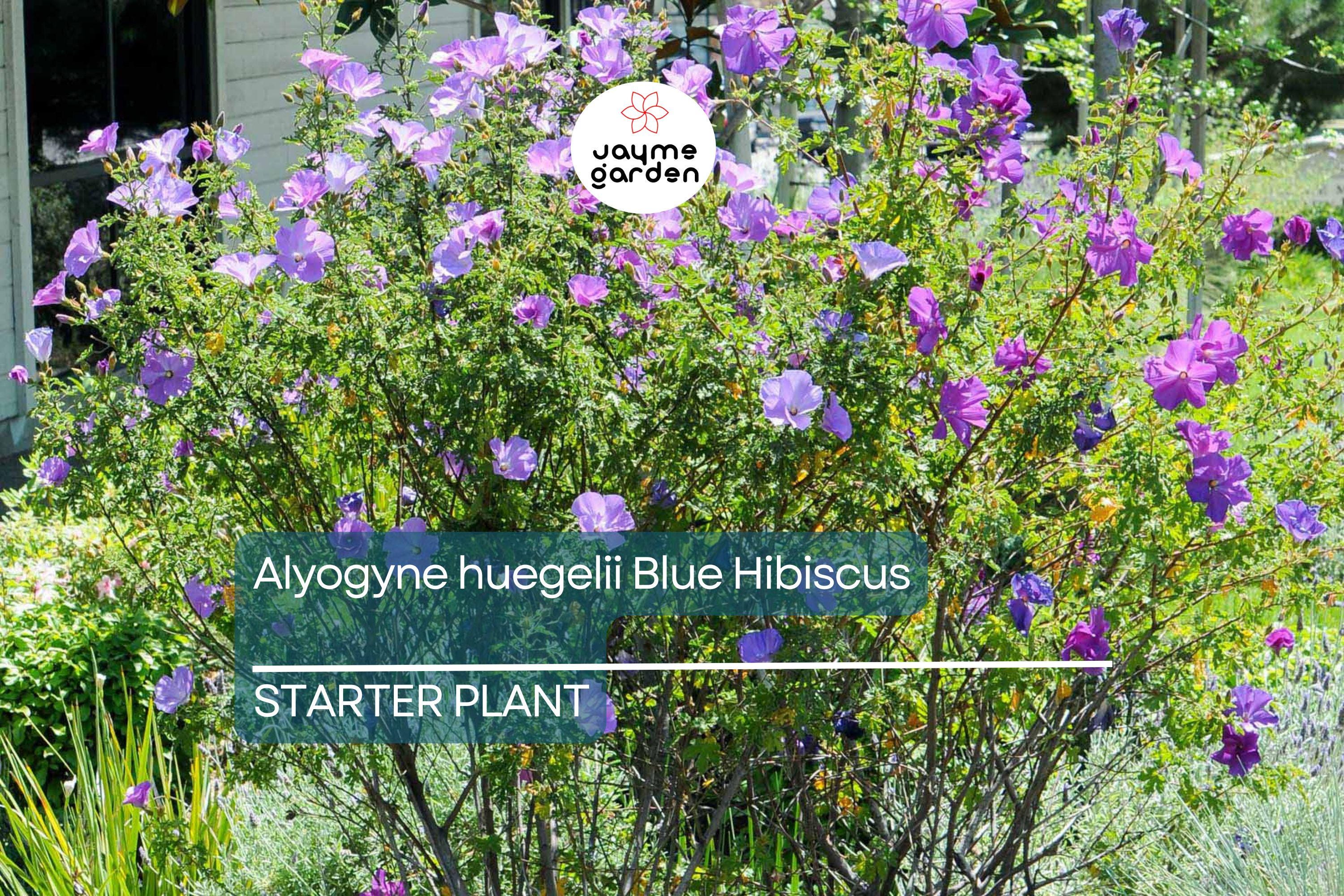 Blue Hibiscus Starter Plant - Alyogyne huegelii - Live Well Rooted Seedling, Blue-Purple Blooms, Indoor & Outdoor, Medium Watering