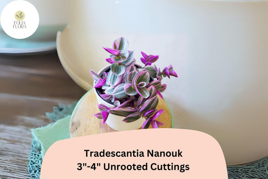 3 Unrooted Tradescantia Nanouk Cuttings 3”-4” | Rare Pink Wandering Jew | Easy Houseplant