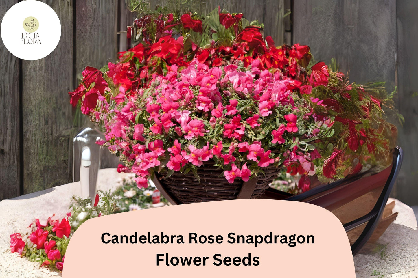 Candelabra Rose Snapdragon Seeds (Antirrhinum majus) | 1000+ Seeds | Elegant Rose-Pink Blooms for Gardens & Borders
