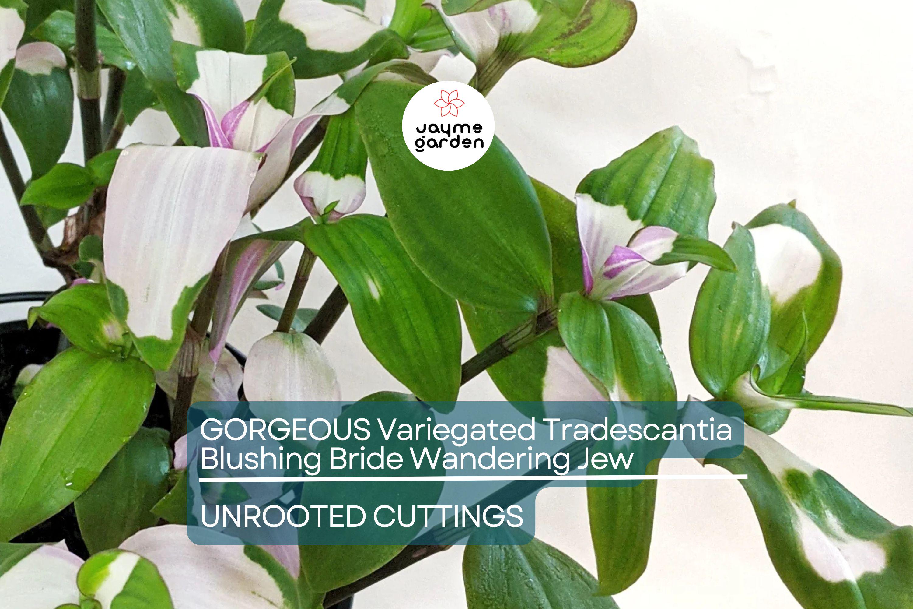3 Variegated Tradescantia Blushing Bride Cuttings | Gorgeous Wandering Jew | Easy to Grow | Colorful Foliage