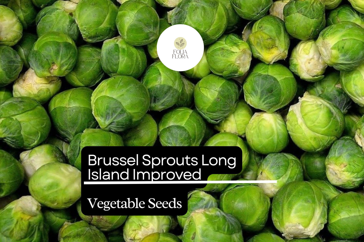 500+ Long Island Brussels Sprouts Seeds – Heirloom, Cold-Hardy Variety for Garden