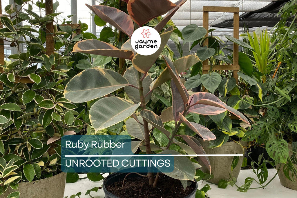 Ruby Rubber Plant Ficus elastica 'Ruby' - 3 Fresh Cuttings, 12" Long Starter Plant