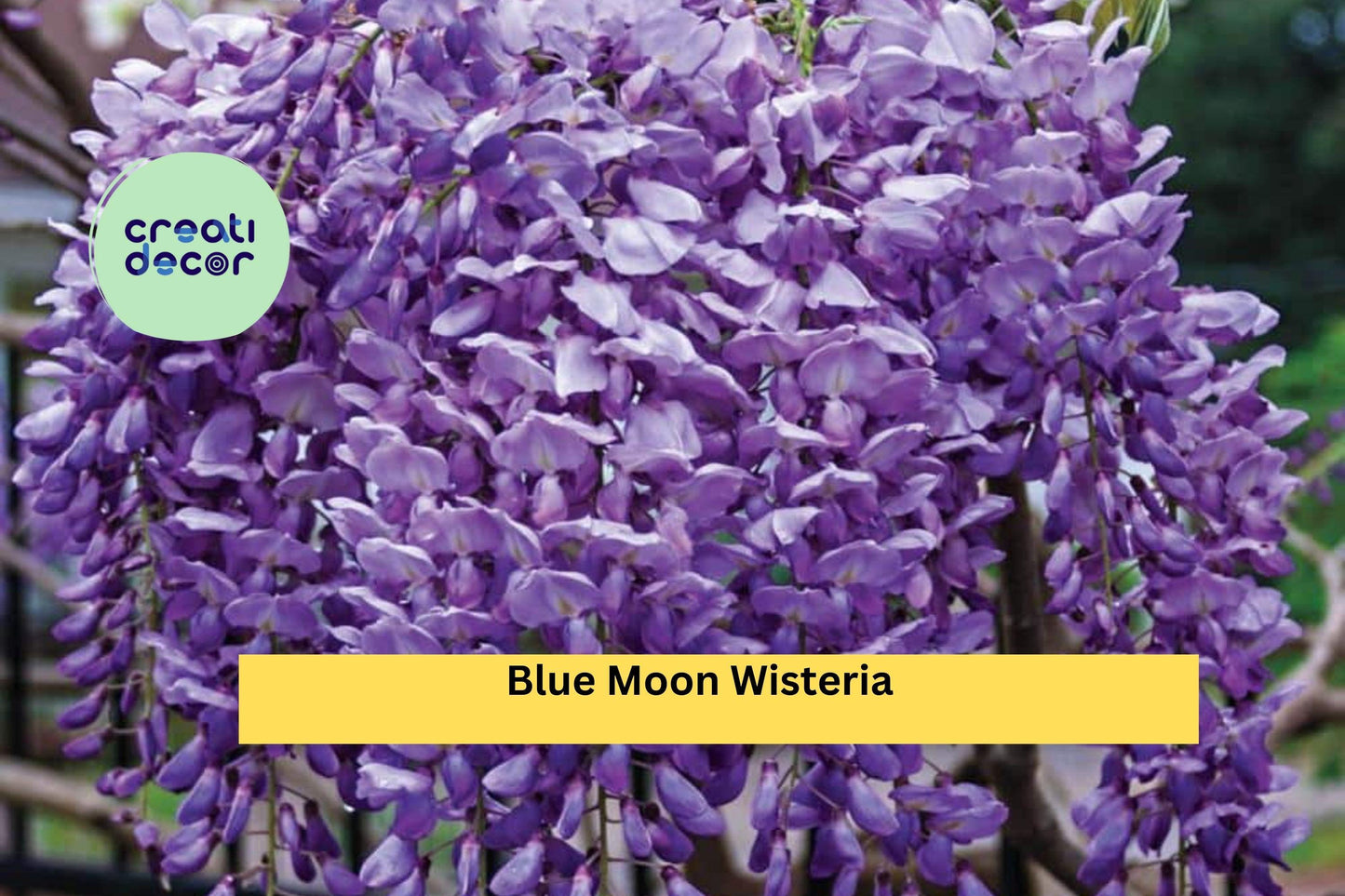 Blue Moon Wisteria Live Plant | 10–12 Inch Starter Vine | Cold Hardy Fast-Growing Perennial Climber with Fragrant Blue Flowers