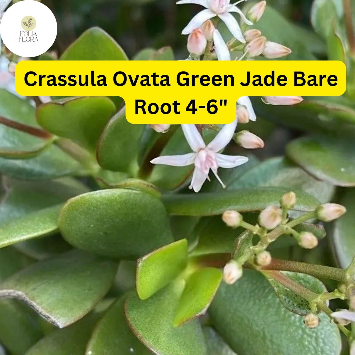 Crassula Ovata ‘Green Jade’ | 1 Bare Root 4-6” Plant | Money Tree, Easy-Care Succulent, Bonsai, Drought-Tolerant, White Blooms