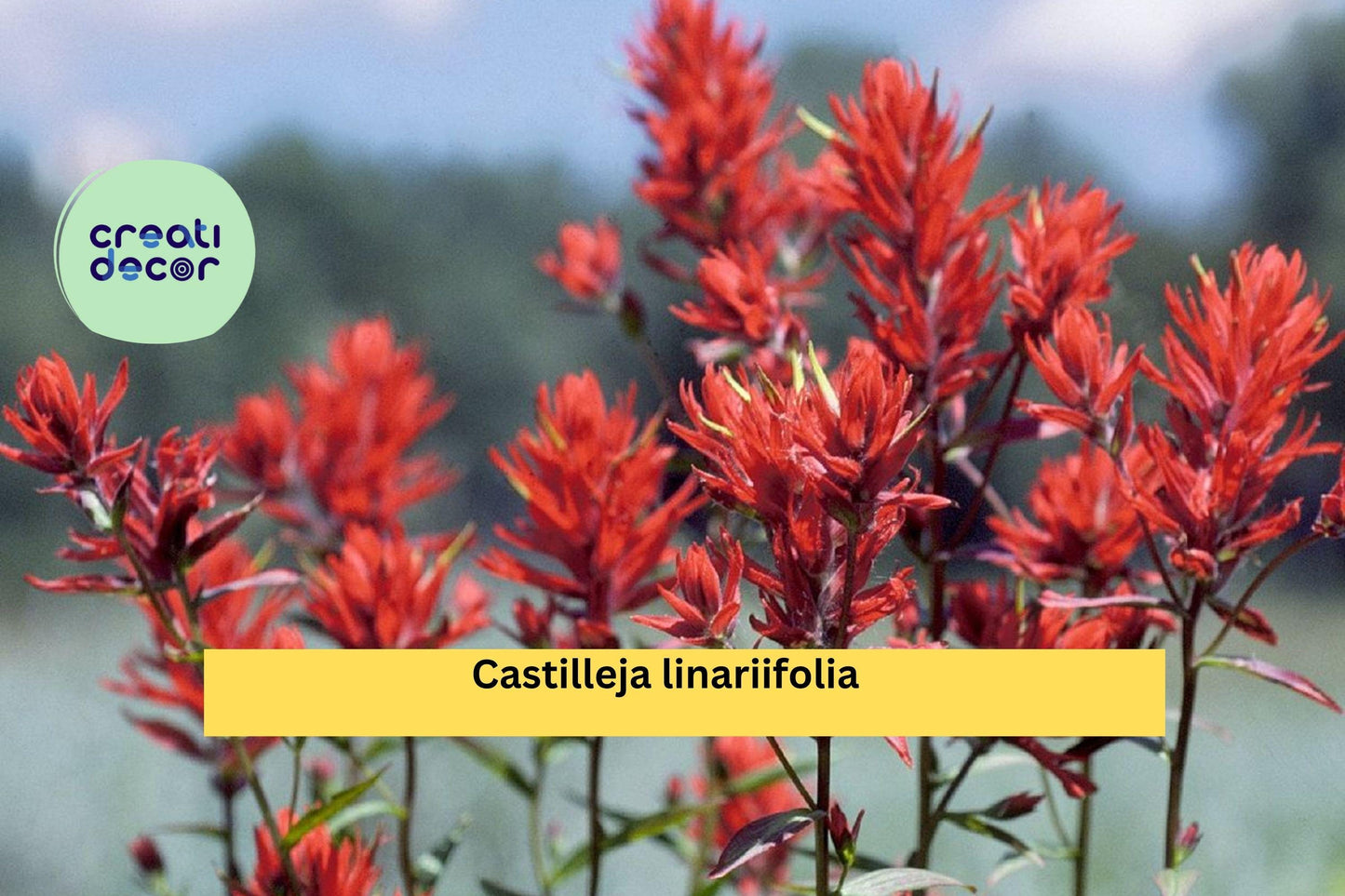 Castilleja linariifolia Seeds (300) – Wyoming Indian Paintbrush, Native Perennial Wildflower, Drought-Tolerant, Pollinator-Friendly
