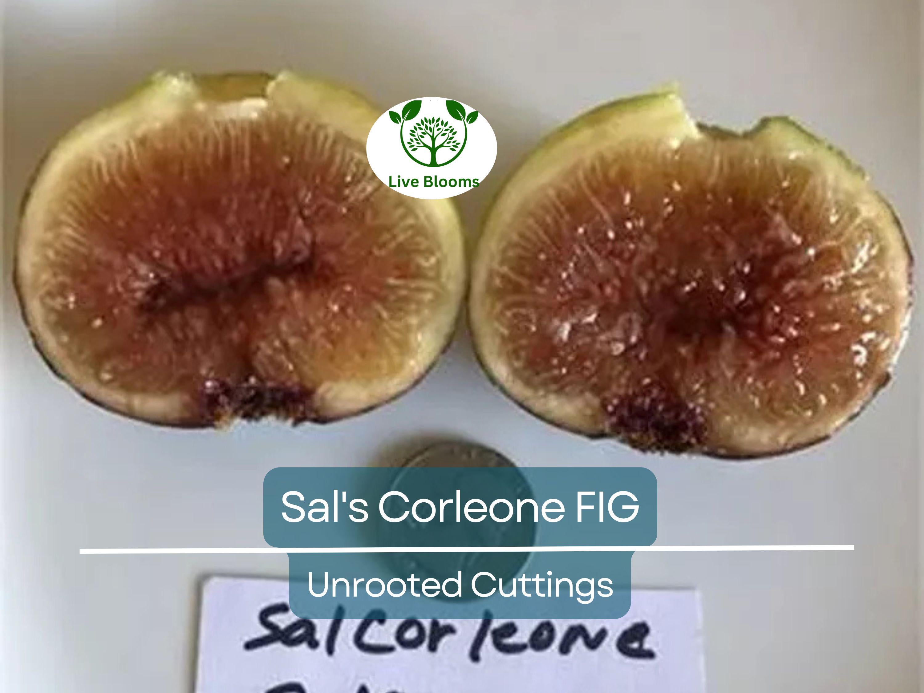 1 Sal's Corleone Fig Unrooted Cutting (Ficus carica) - At Least 3 Nodes, 8 Inches Long - Premium Fig Tree Cutting for Propagation