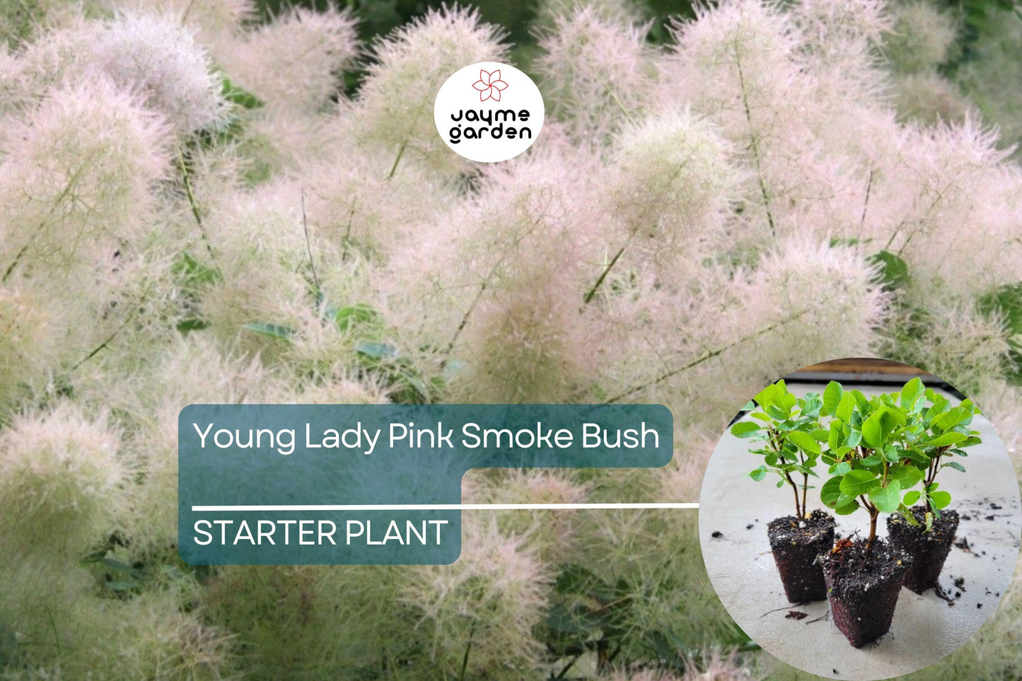 1 Young Lady Pink Smoke Bush | Compact Cotinus Starter Plant | Smoky Pink Blooms