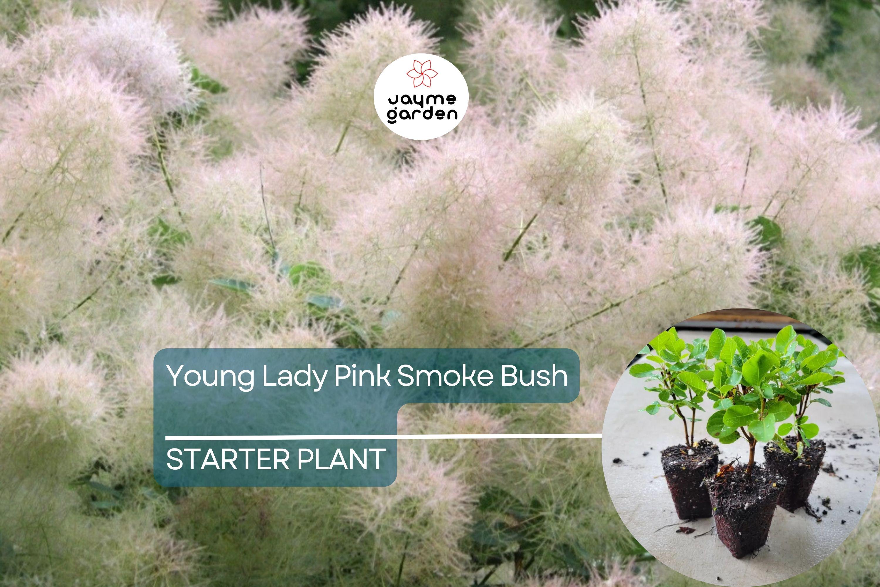 1 Young Lady Pink Smoke Bush | Compact Cotinus Starter Plant | Smoky Pink Blooms