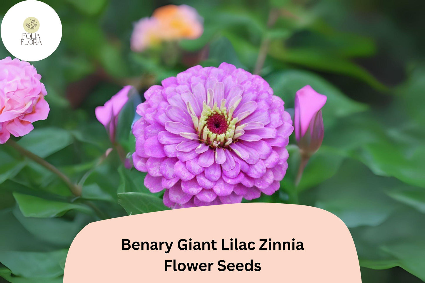 100+ Benary Giant Lilac Zinnia Seeds – Tall Double Blooms for Summer Gardens & Cut Flowers