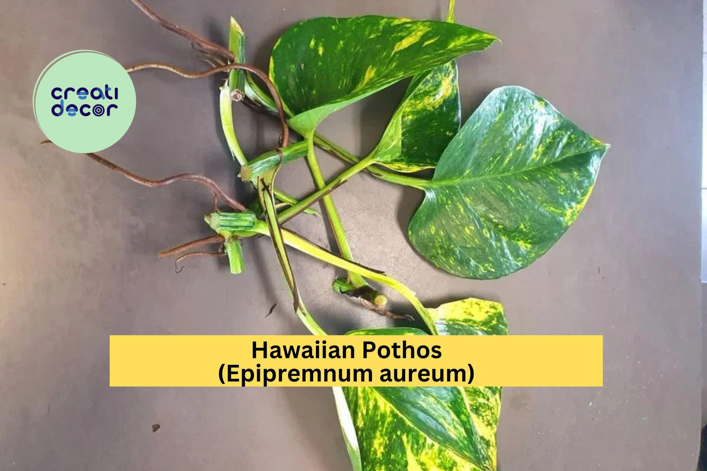 Hawaiian Pothos Leaf Cuttings (5 Pack) – Air Roots & Nodes – Easy to Propagate Indoor Vine, Epipremnum aureum
