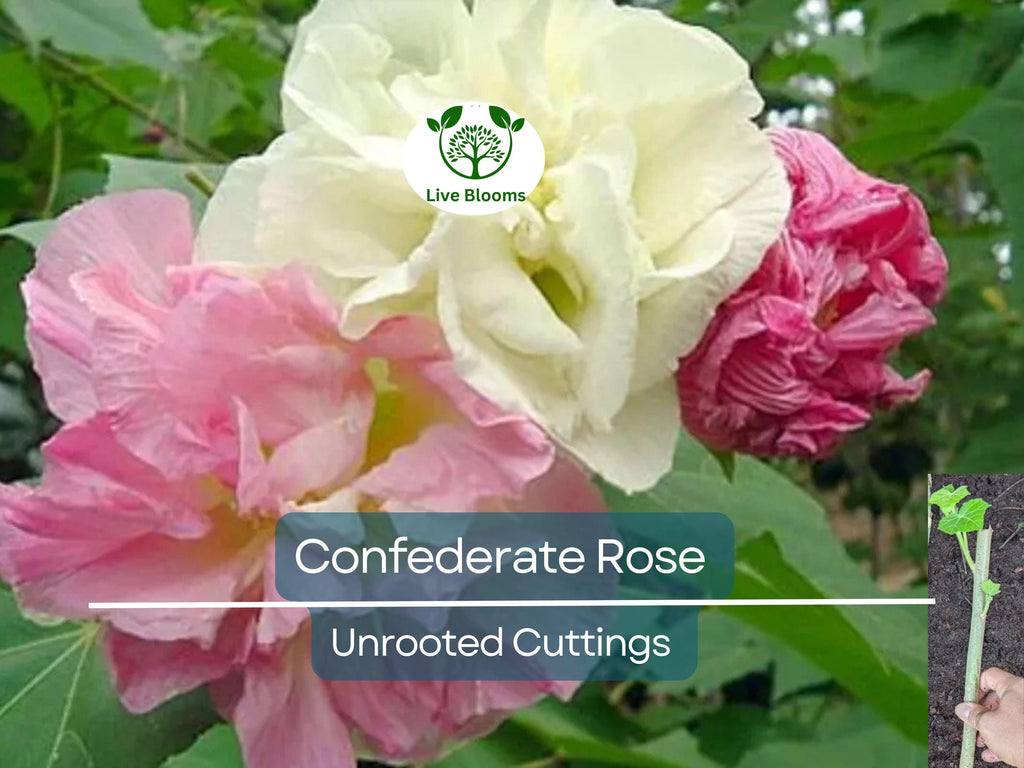 1 Tri-color Confederate Rose Hibiscus mutabilis Rooted Plant - Hardy Perennial, Pink, White, Red, Unique Blooms, Shrub for Garden