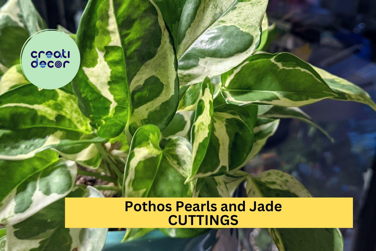 Pothos 'Pearls and Jade' 3 Cuttings | Variegated Devil’s Ivy Starter | Indoor Houseplant for Hanging Basket or Shelf Décor