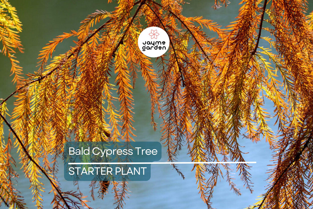 Bald Cypress Tree | 2-3 Ft Tall Live Seedling | Taxodium distichum | Hardy Shade Tree for Wetlands & Landscapes