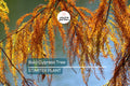 Bald Cypress Tree | 2-3 Ft Tall Live Seedling | Taxodium distichum | Hardy Shade Tree for Wetlands & Landscapes