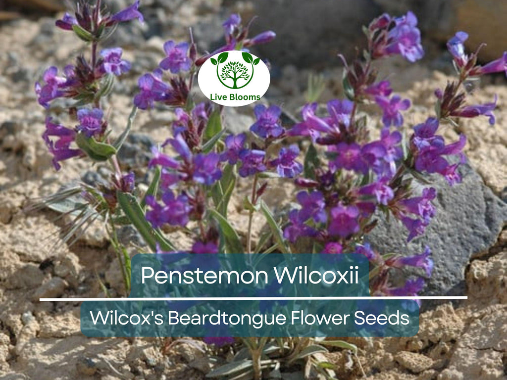 100 mg Seeds Penstemon Wilcoxii (Wilcox's Beardtongue) for Planting | Native Wildflower for Pollinator-Friendly and Low-Maintenance Gardens