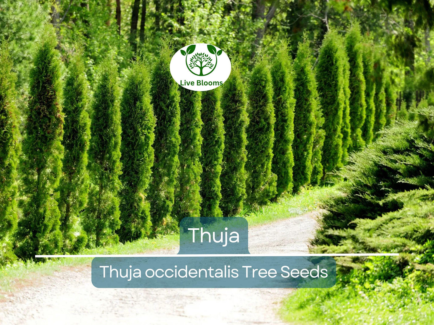 50 Thuja Tree Seeds (Thuja occidentalis), White Cedar Arborvitae, Fast-Growing Hedge Row, Privacy Screen, Evergreen, Perfect for Landscaping