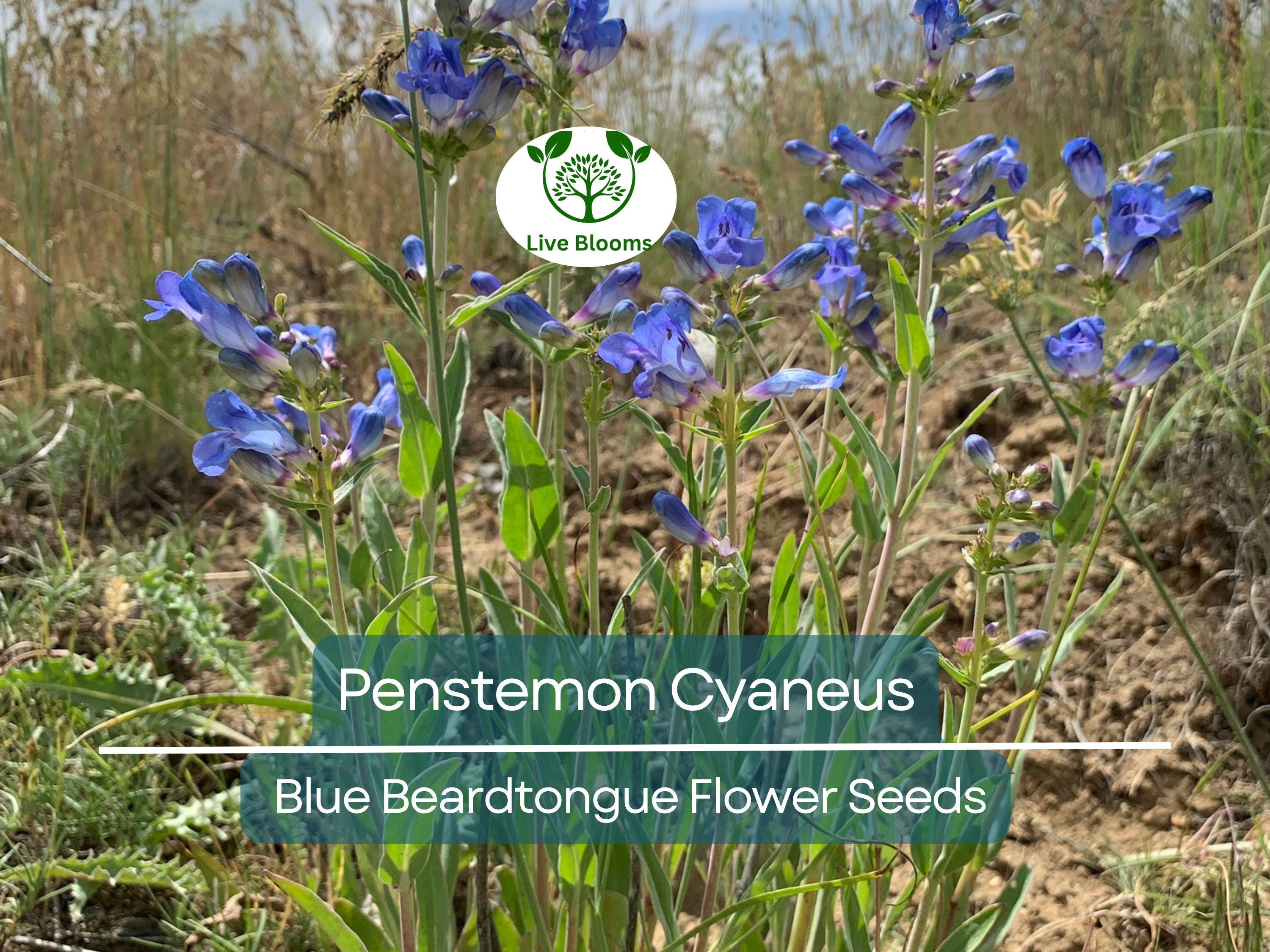 100 mg Seeds Penstemon Cyaneus (Blue Beardtongue) for Planting | Stunning Perennial Wildflower for Pollinator Gardens & Landscapes