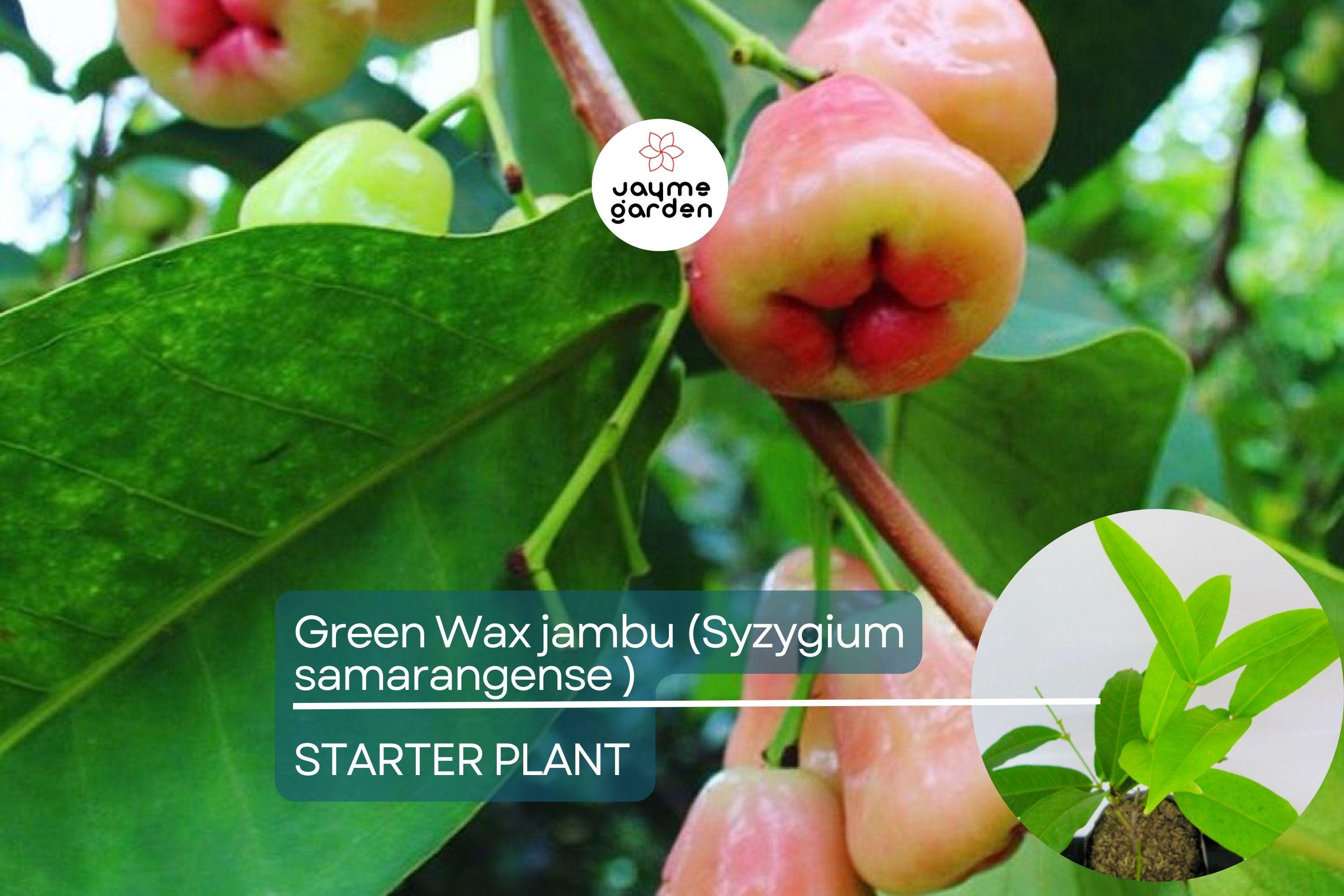 Green Wax Jambu Fruit Tree 12″-24″ - Live Syzygium samarangense | Tropical Sweet & Juicy Bell-Shaped Fruit Tree