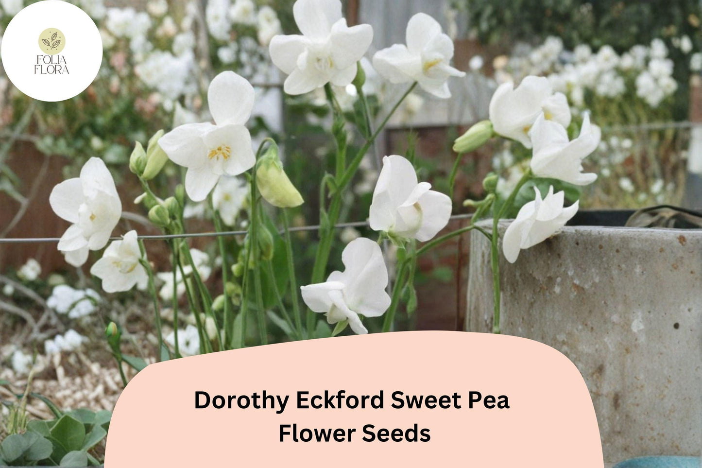 50+ Dorothy Eckford Sweet Pea Seeds | Fragrant White Flower for Garden Trellis, Fence & Cut Flowers